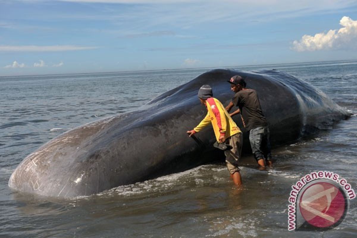 Bangkai ikan paus terdampar di Jembrana