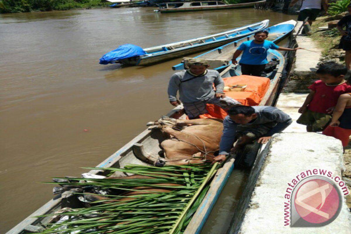 Mengantar Sapi Kurban Hingga ke Pelosok