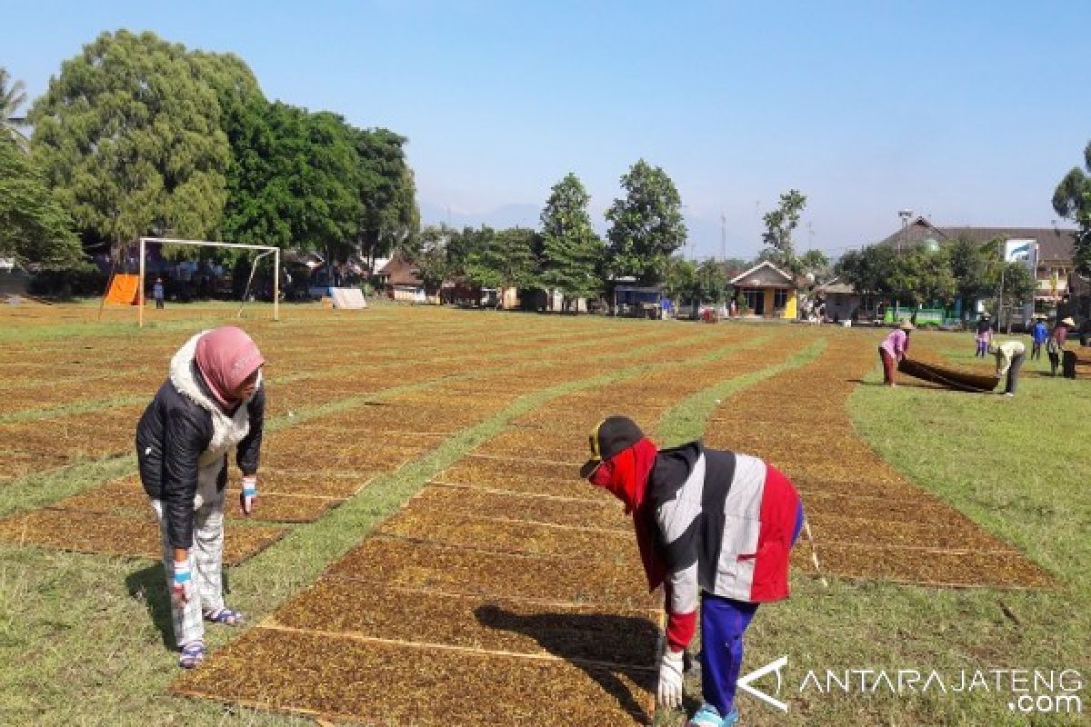 Harga Tembakau di Temanggung Tembus Rp75 Ribu/Kilogram