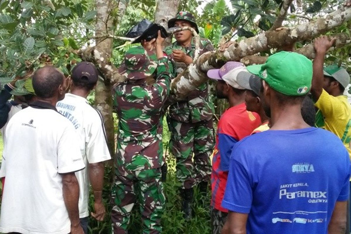 Prajurit TNI ajari warga perbatasan cara mencangkok tanaman 