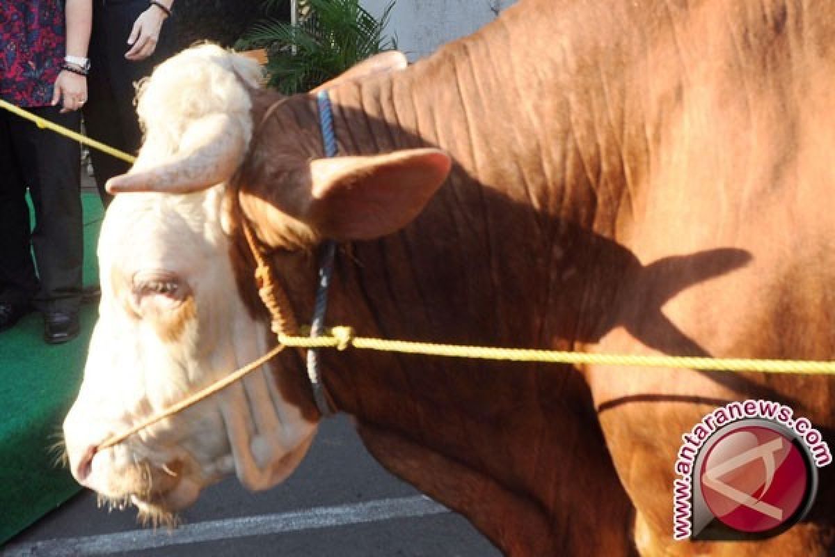 Sapi Kurban Presiden Disalurkan ke Daerah Minus