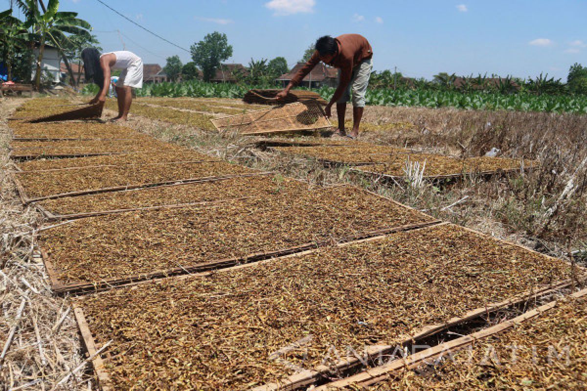 Musim Kemarau Dongkrak Harga Tembakau di Lamongan