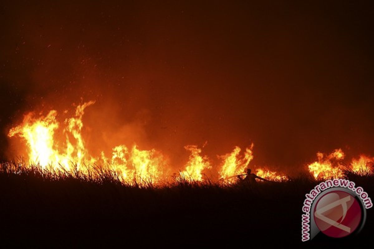 36 ha kebun sawit terbakar