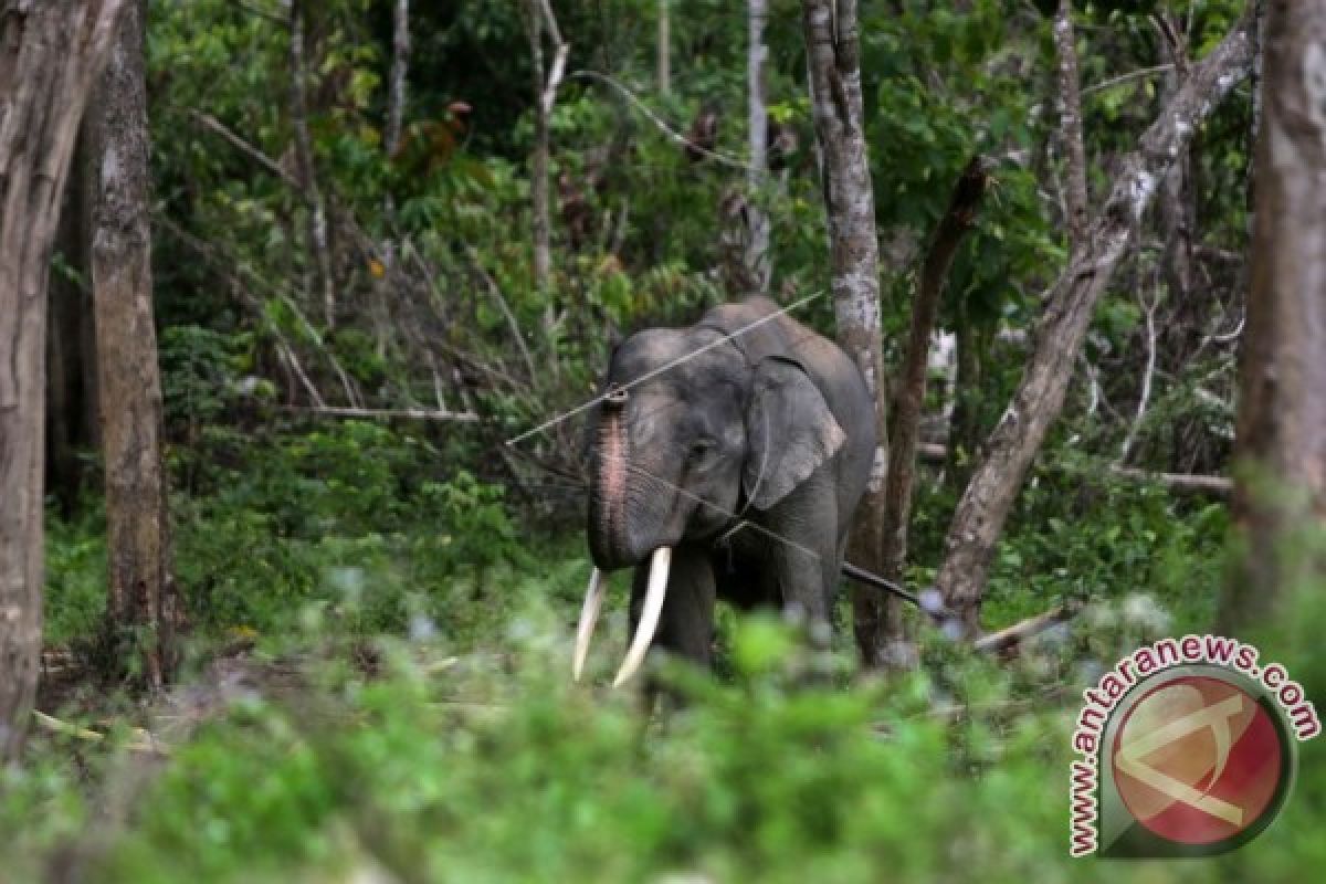 25 hektare kebun sawit dirusak gajah