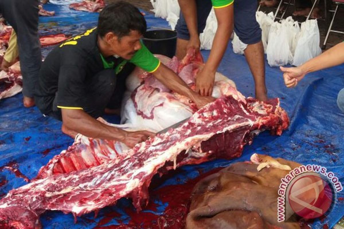 MUI sarankan penyembelih hewan qurban syar'i