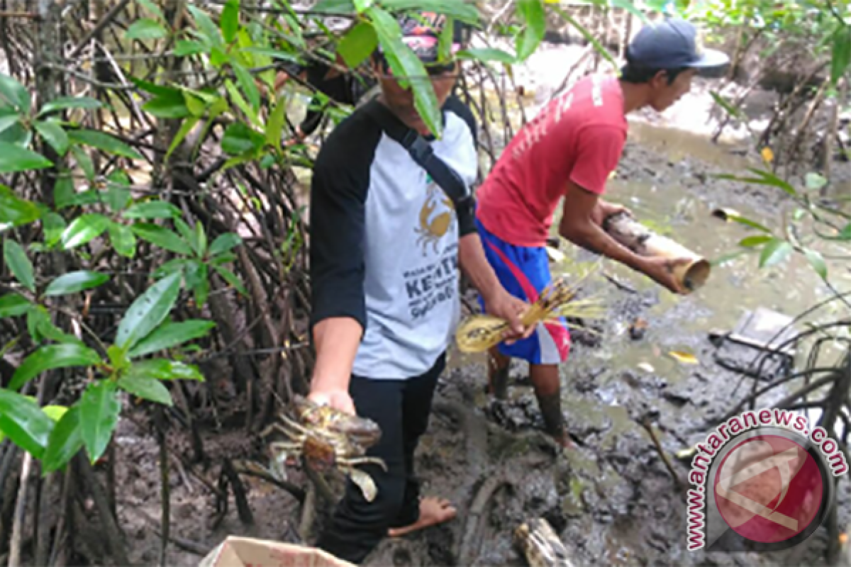 LSM Sampan Kalbar Dampingi Masyarakat Budidaya Kepiting 