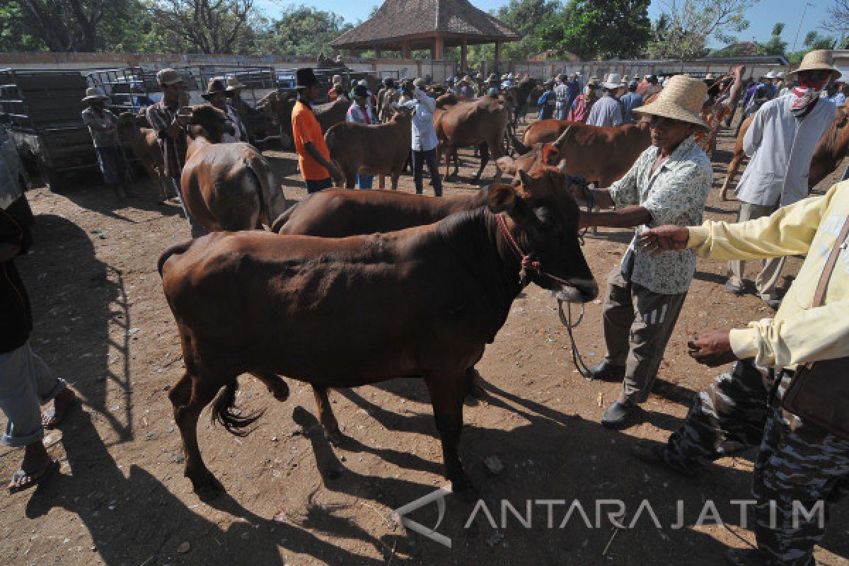 Populasi Sapi di Sampang Capai 213.869 Ekor