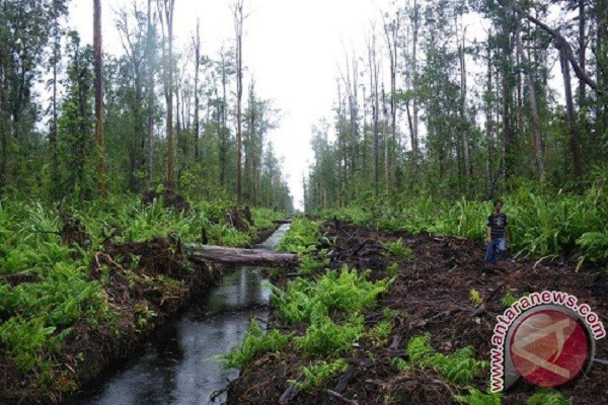 Lahan Gambut Terestorasi Capai 680.000 Hektare