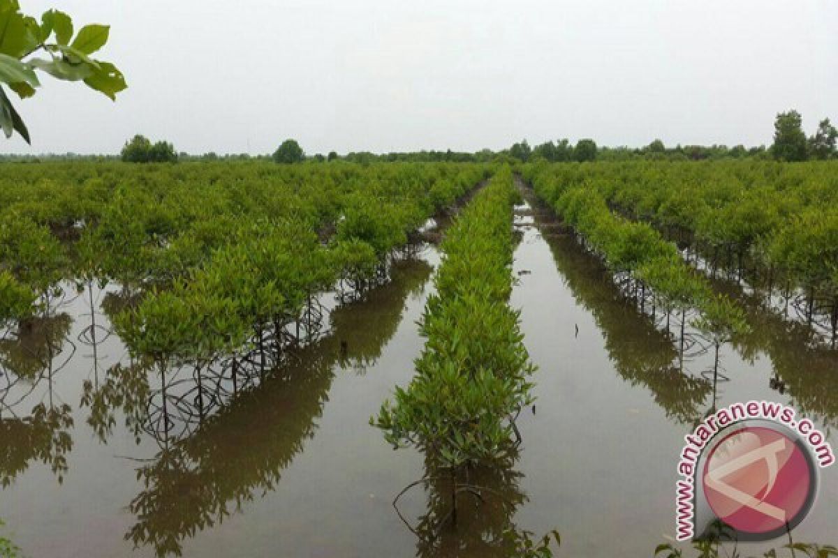 TNI AL tanam mangrove seluas 30 hektare