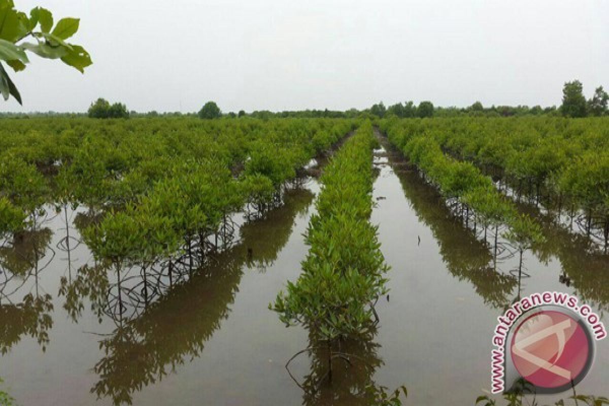 TNI AL Tanam Mangrove Seluas 30 Hektare