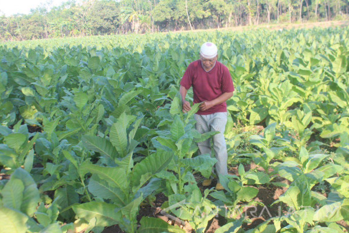 Petani Tembakau di Probolinggo Kesulitan Air