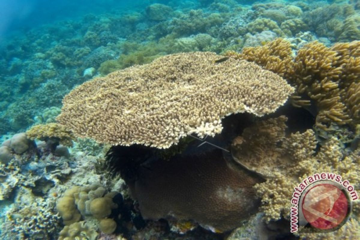 Pariwisata Wakatobi masuk nominasi Anugerah Pesona Indonesia