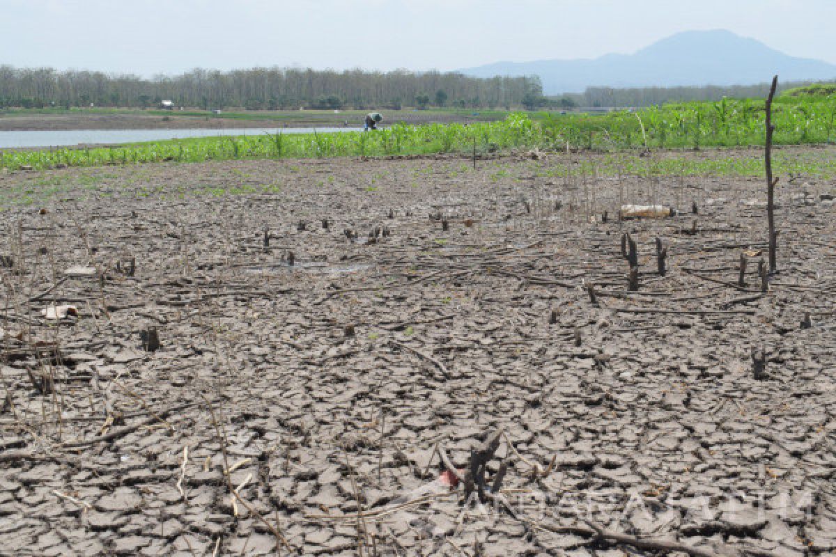 Petani Madiun Manfaatkan  Waduk yang Mengering untuk Bertanam