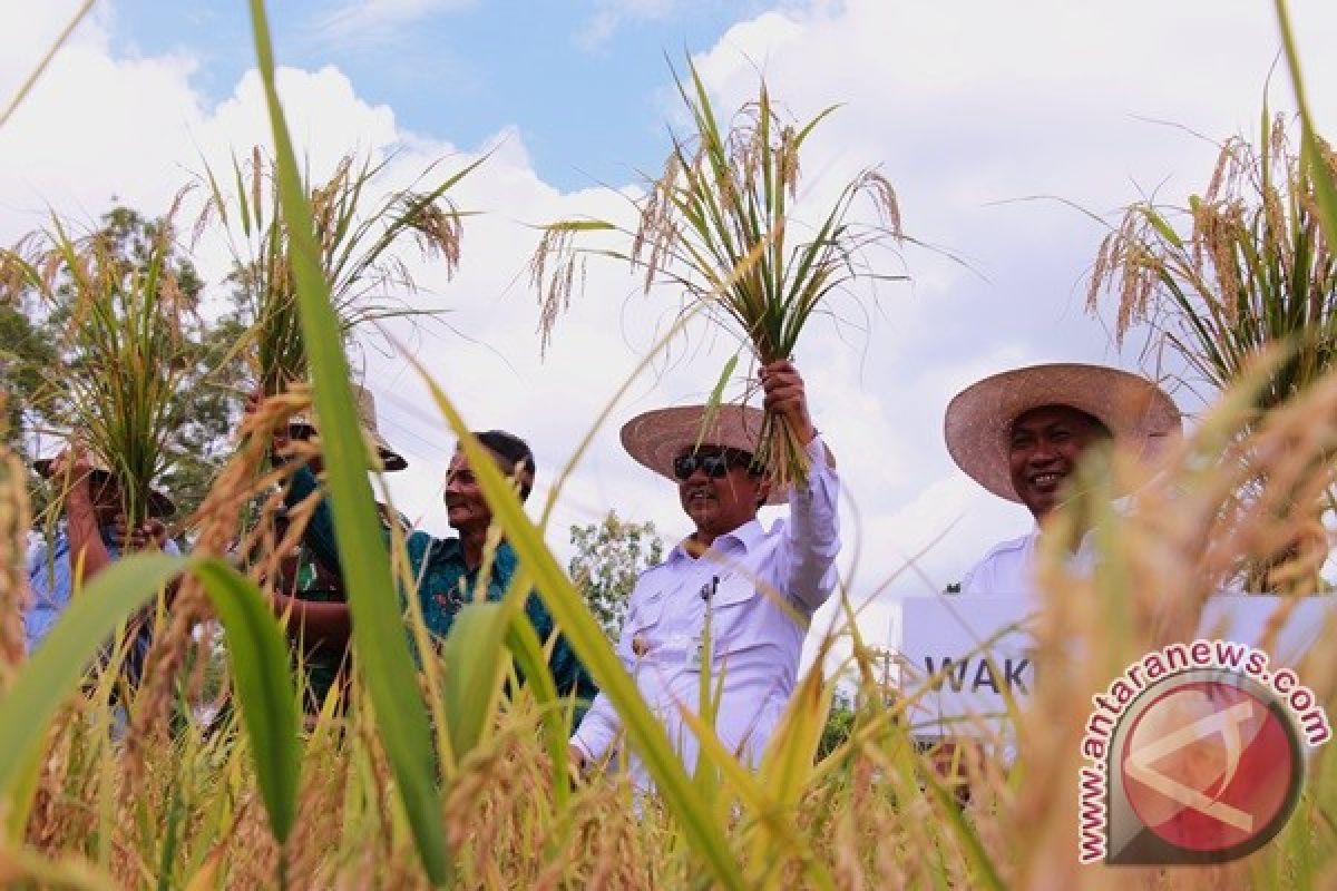 Palangka Raya Kembangkan Tanaman Padi Lahan Gambut 