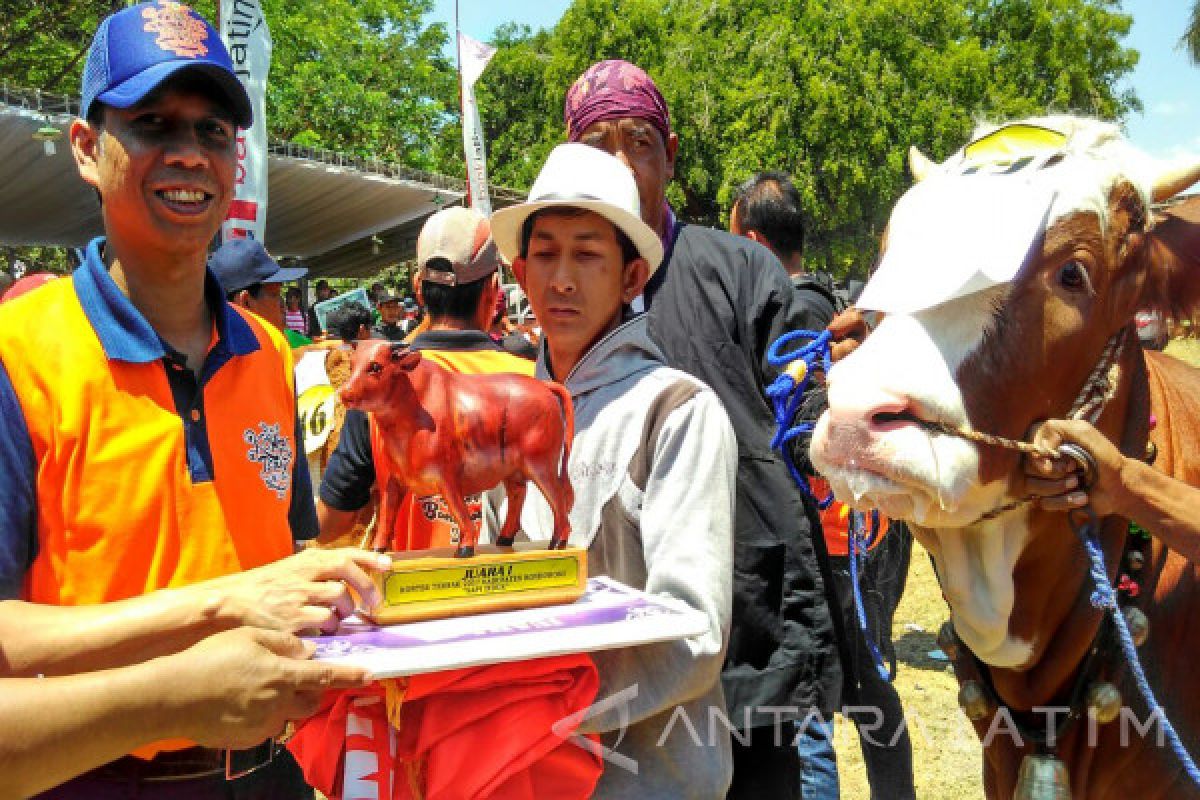 Pemkab Bondowoso Kembali Gelar Kontes Ternak Sapi Hasil Inseminasi Buatan