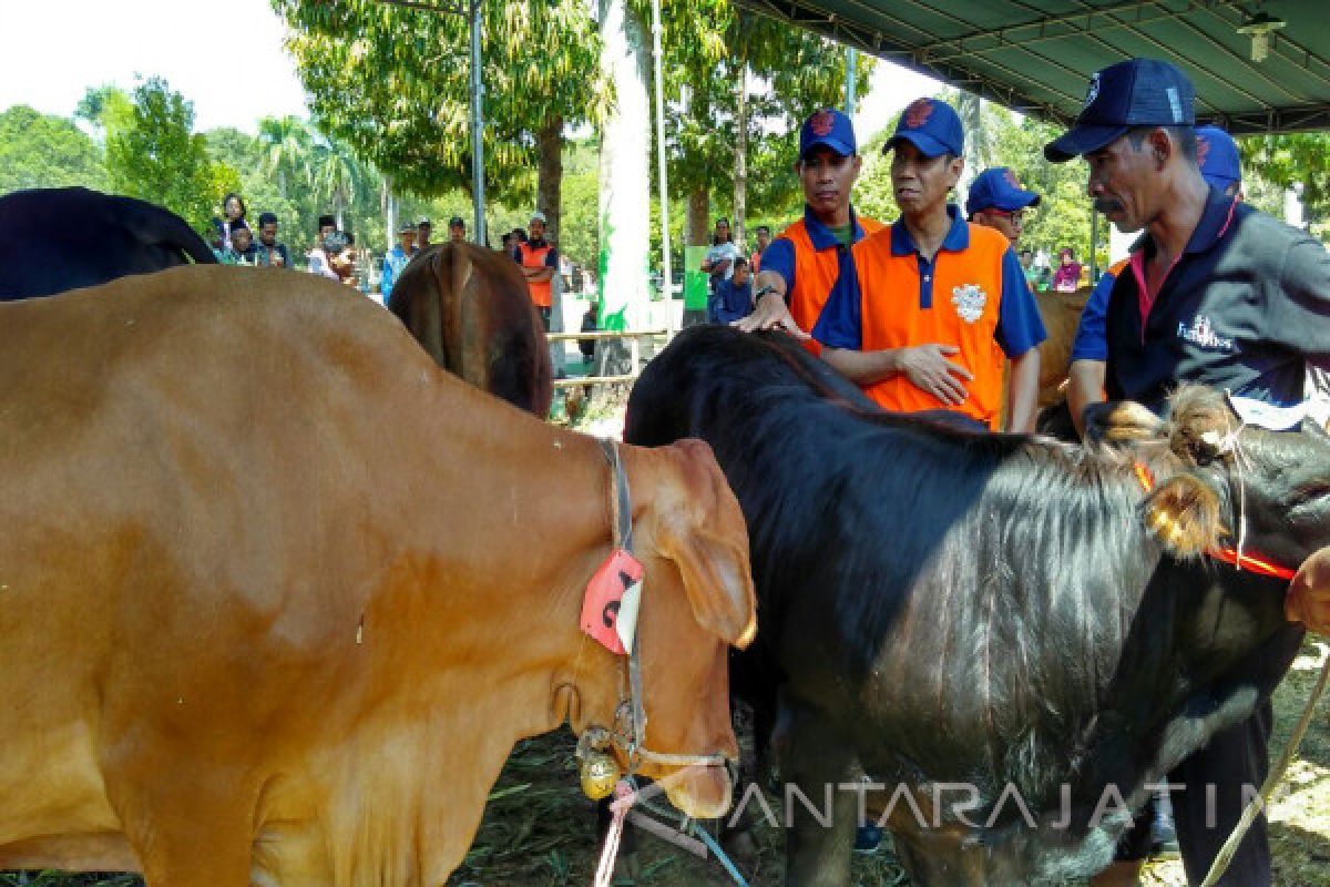 Tahun 2017, Pemkab Bondowoso Tergetkan Populasi Ternak Sapi Meningkat Dua Persen