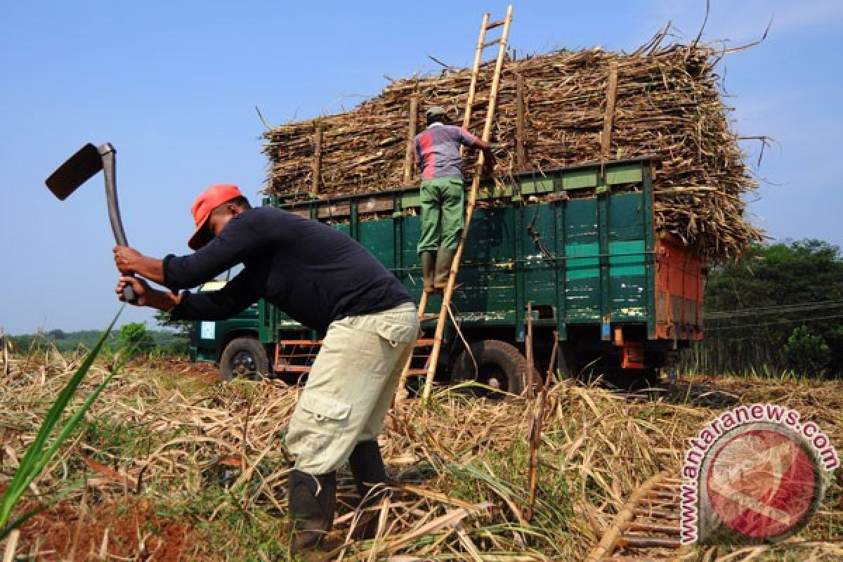 Mengadukan nasib, sejumlah petani tebu kirim surat ke presiden