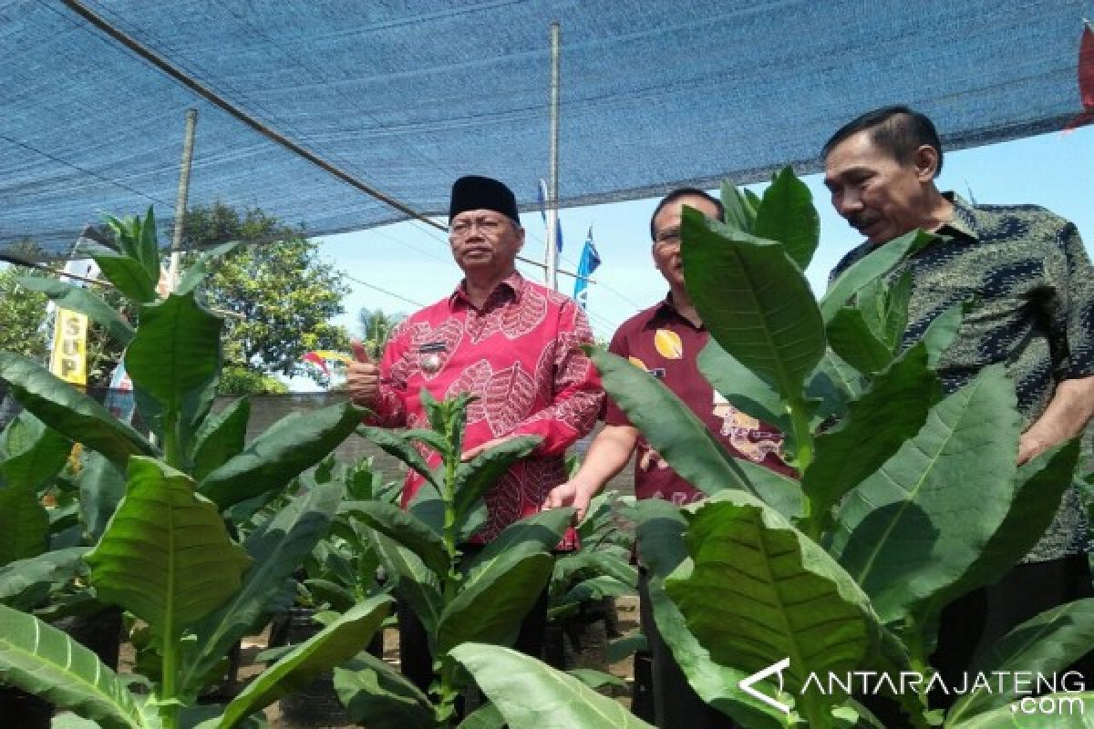 Temanggung Luncurkan Varietas Baru Tembakau Kemloko