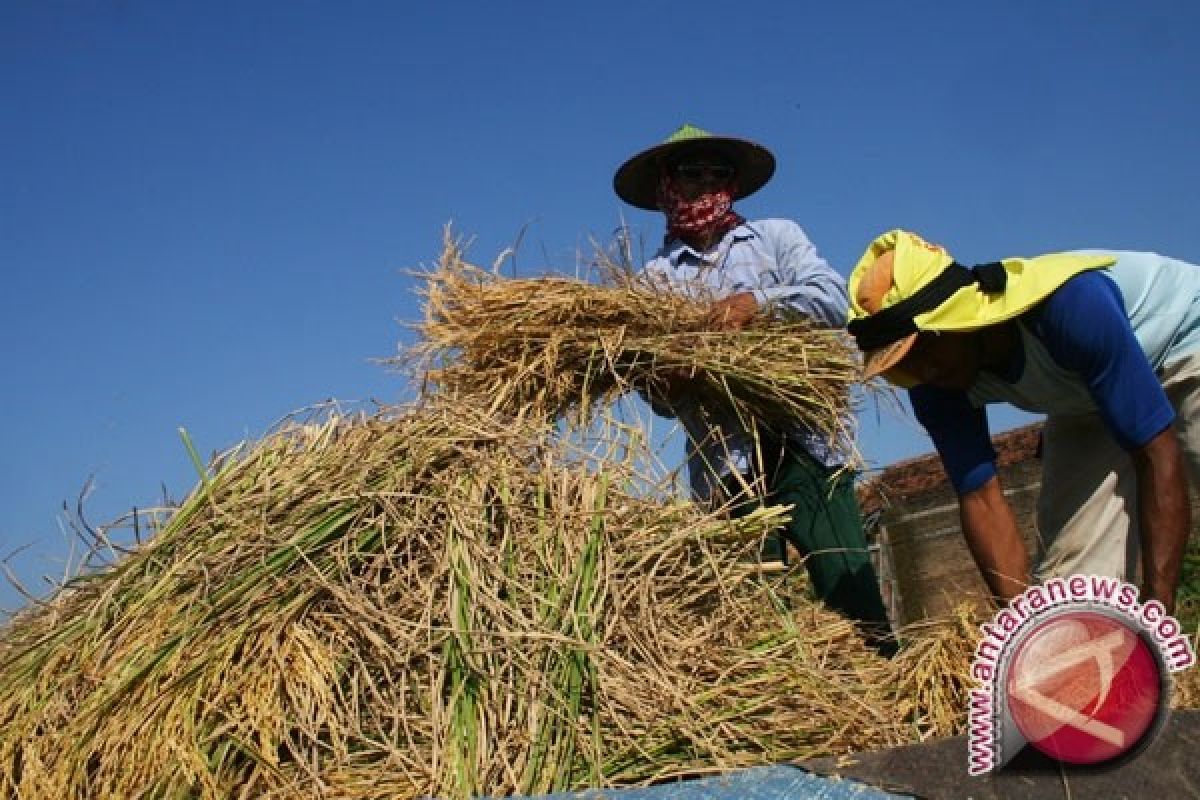 Buton Utara Subsidi Petani Tanam Padi Organik 