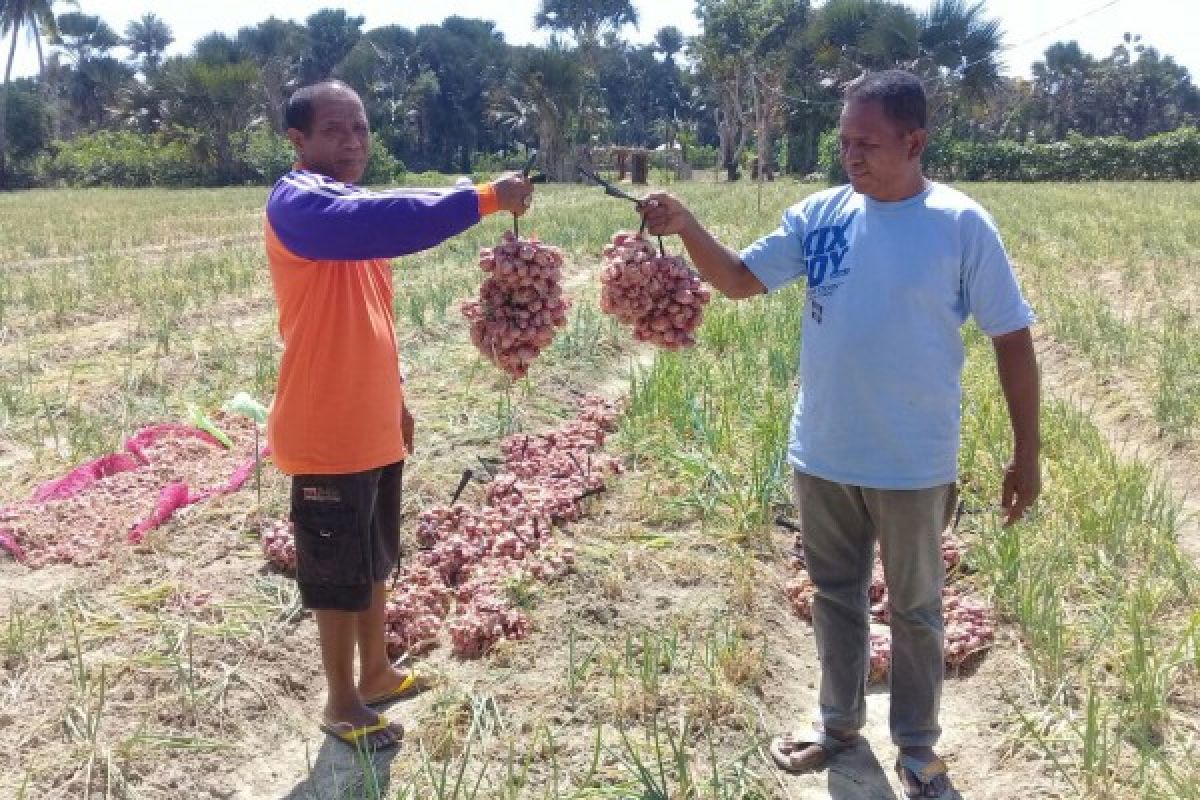 NTT akan ekspor bawang merah organik ke Timor Leste