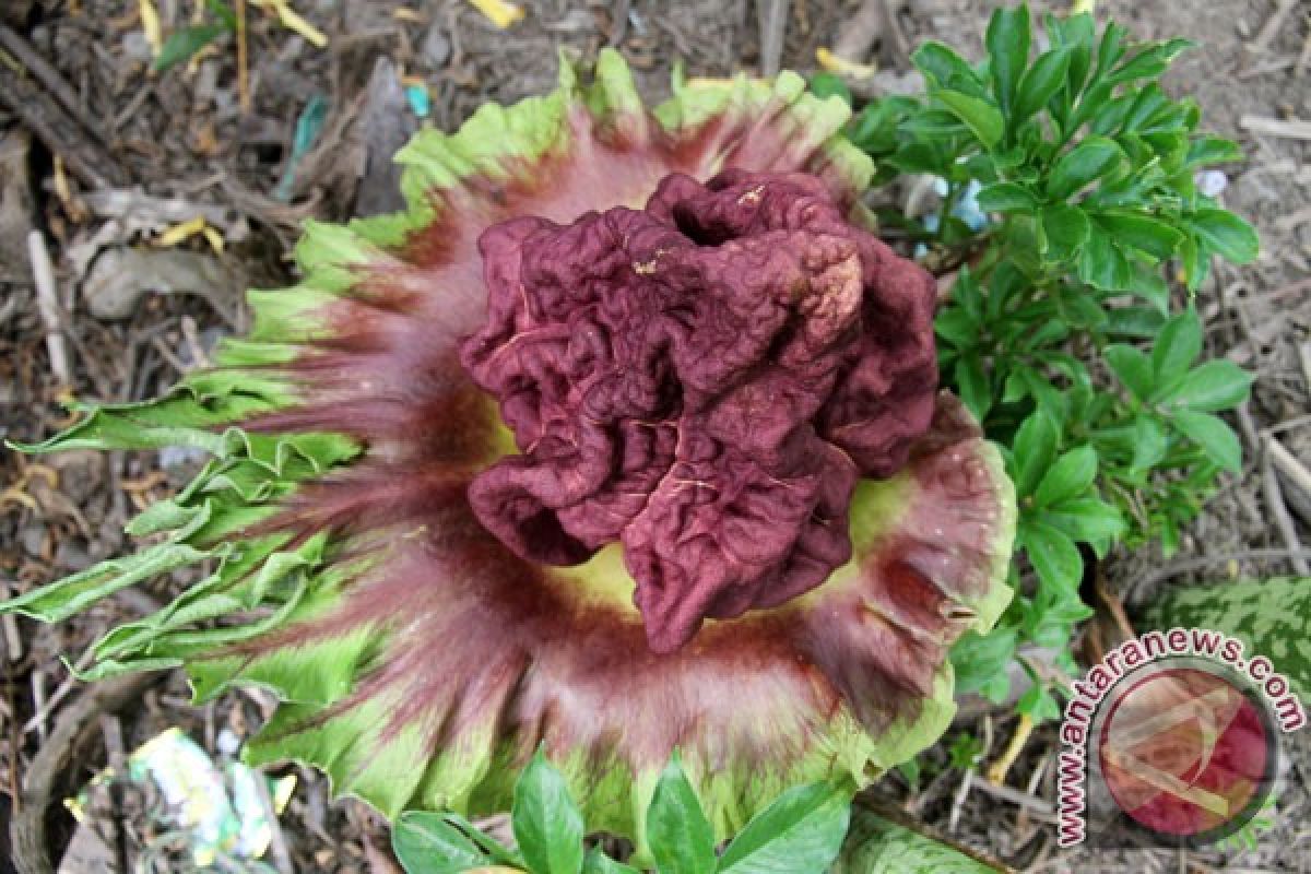 Two Rafflesia flowers bloom in Central Bengkulu