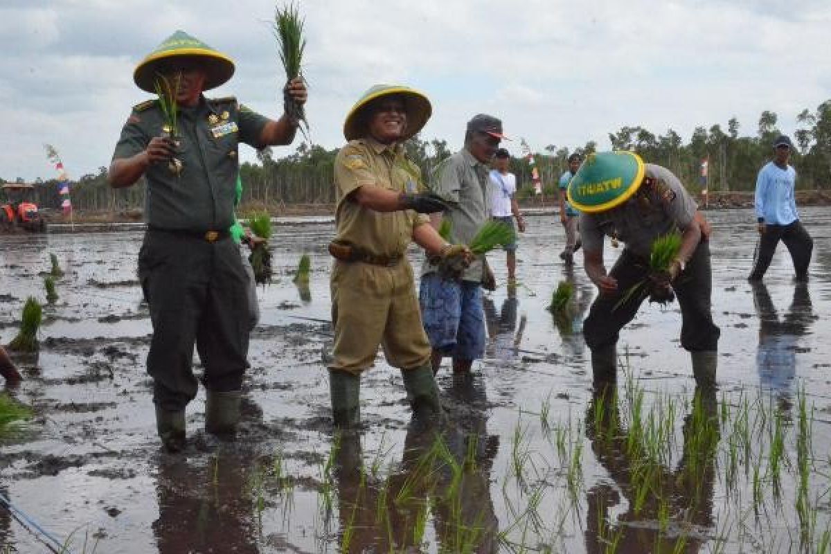 Korem 174/ATW fasilitasi penanaman padi pada lahan sawah baru