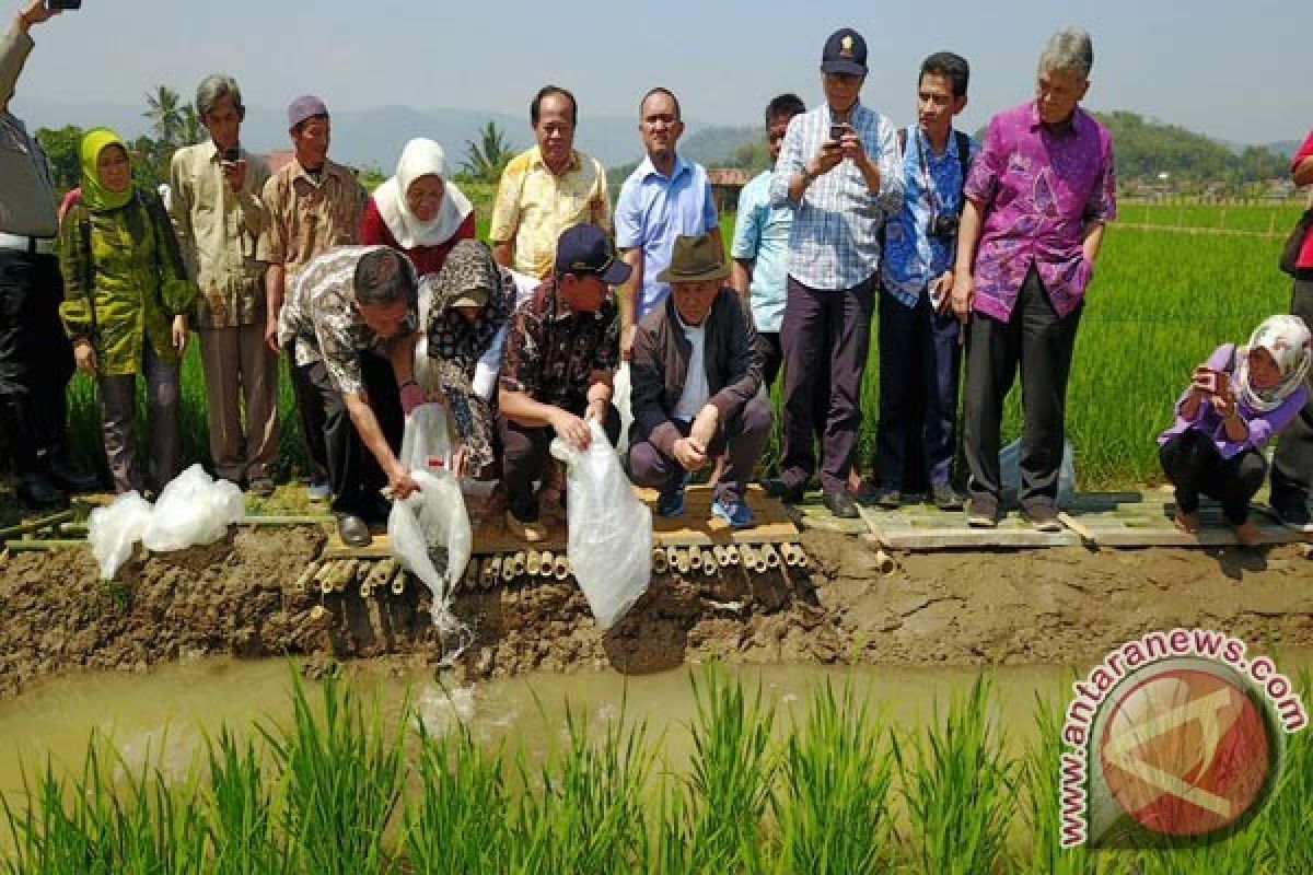 Presiden Jokowi Dukung Pengembangan Program Minapadi