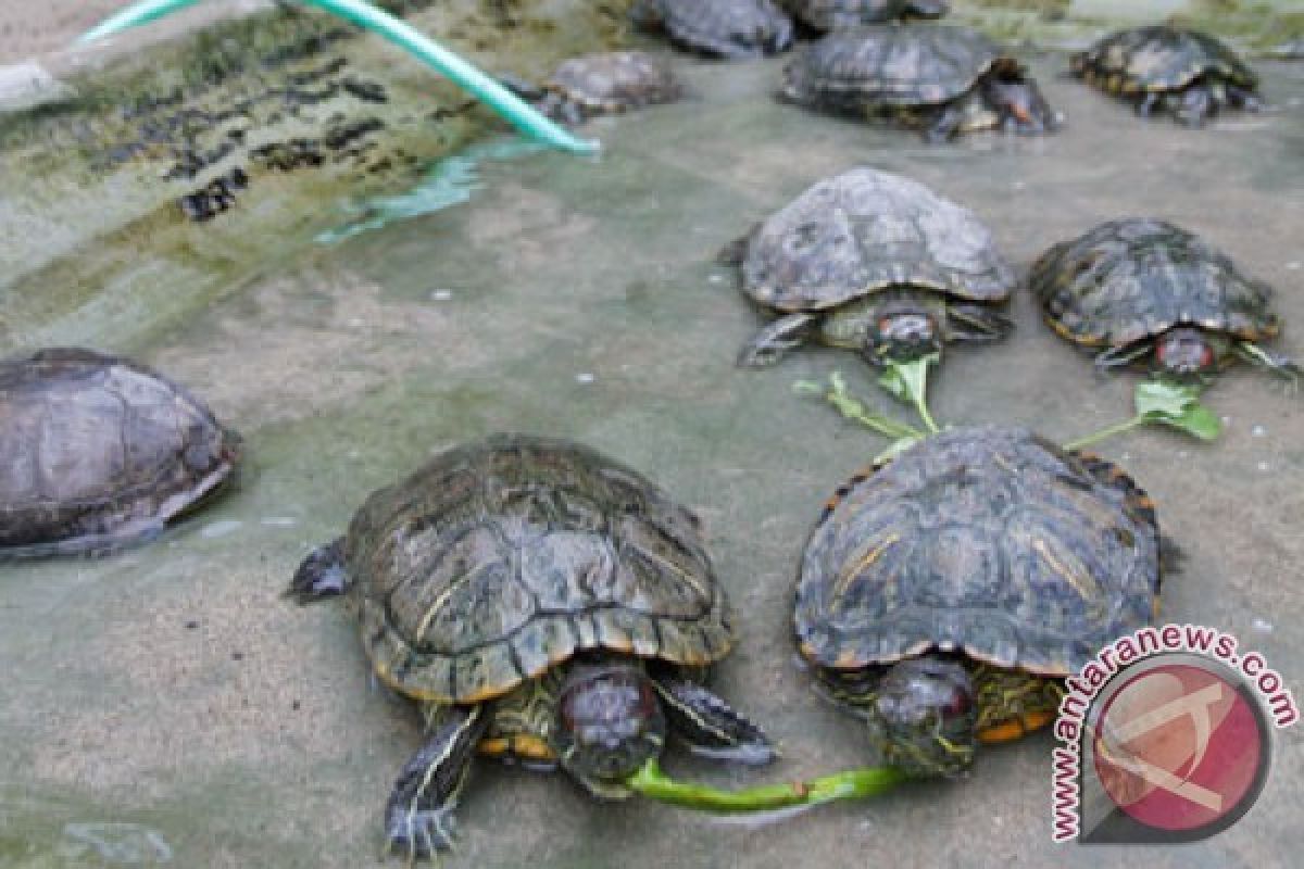 76 ekor kura-kura pipi putih dilepasliarkan