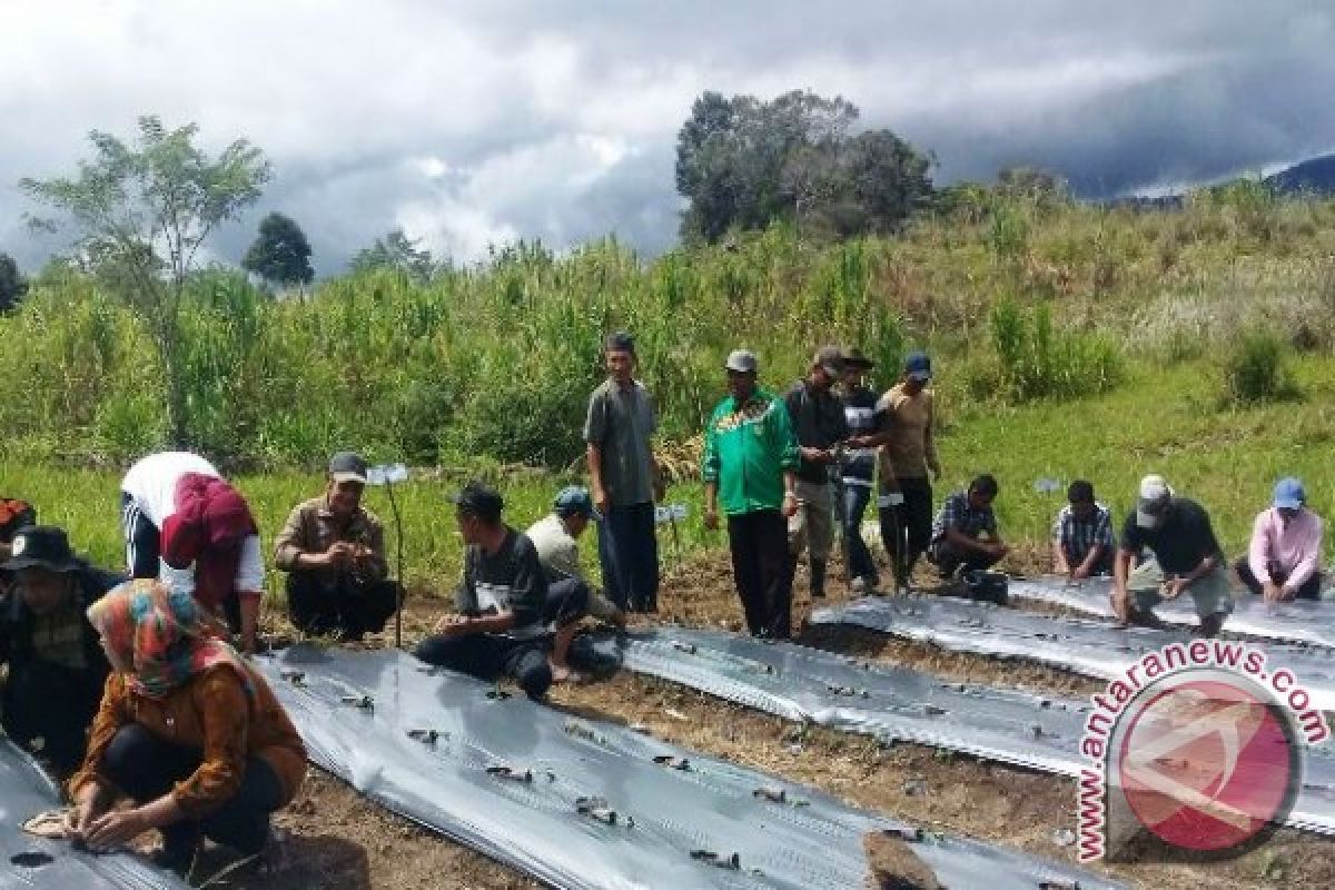  Tanam 25 Ribu Bibit Cabe Diatas Lahan Pinjam Pakai