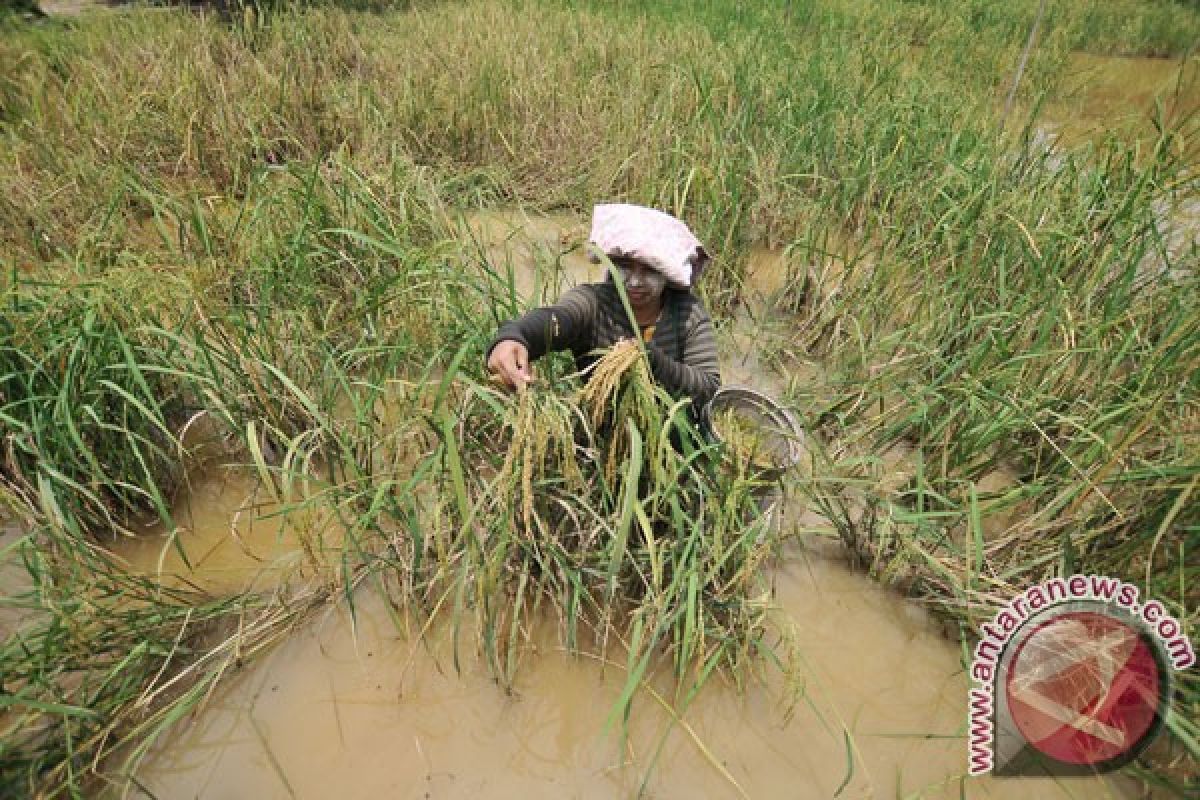 25,7 hektare pertanaman padi Langkat alami puso