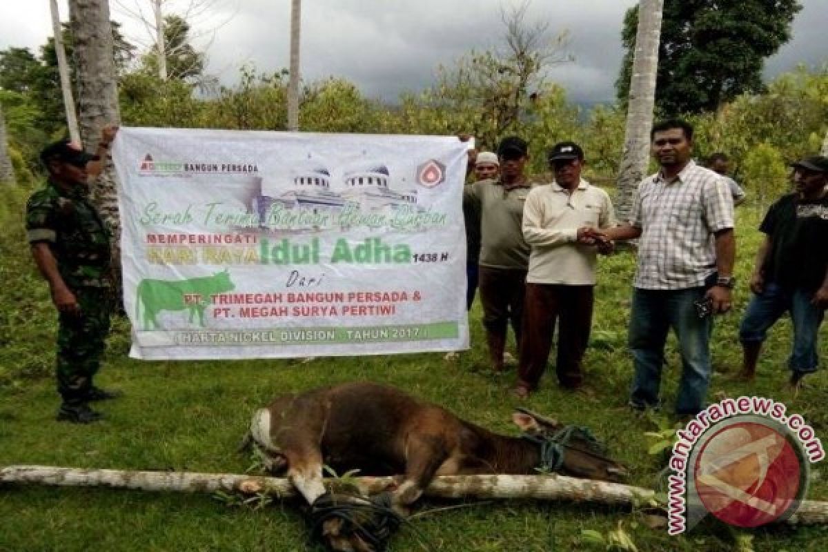 TBPB dan MSP Salurkan Bantuan Hewan Kurban ke 10 Desa di Halsel