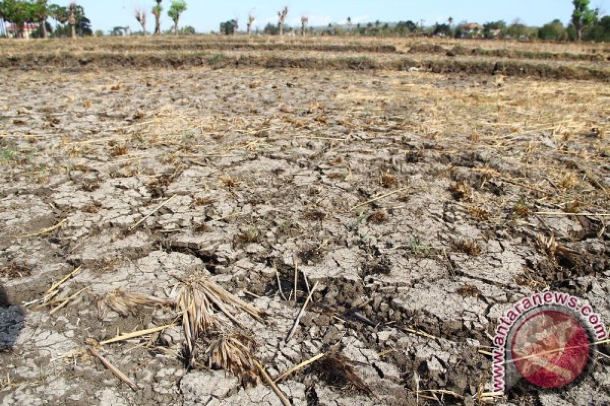 Pemerintah bangun saluran irigasi sepanjang 20 km