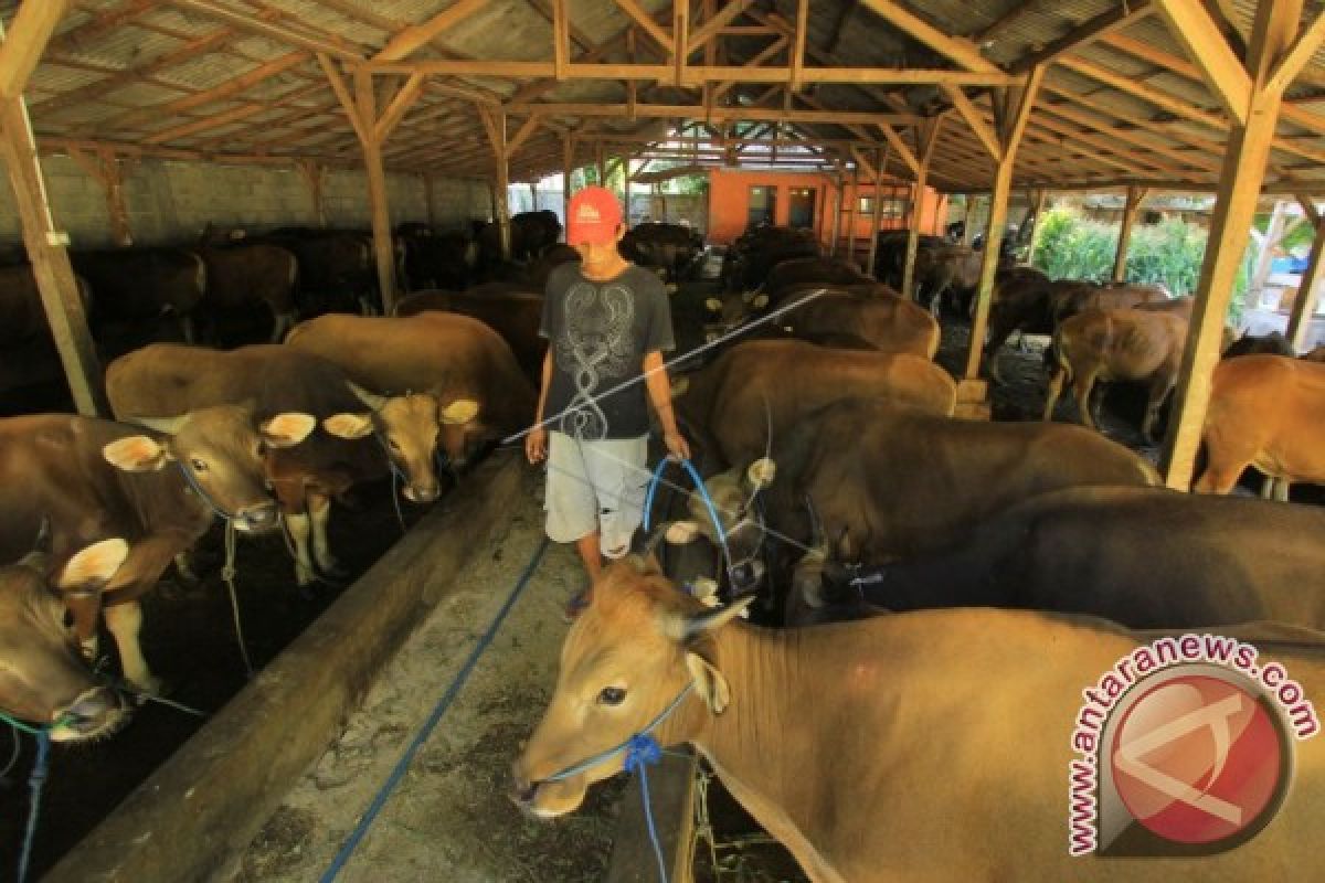 Gorontalo Utara Potensial Bangun Pelabuhan Pengiriman Sapi