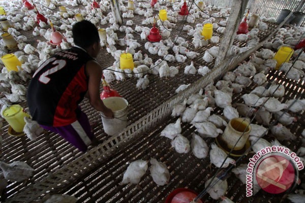 Kandang ayam bersih cegah penyakit unggas