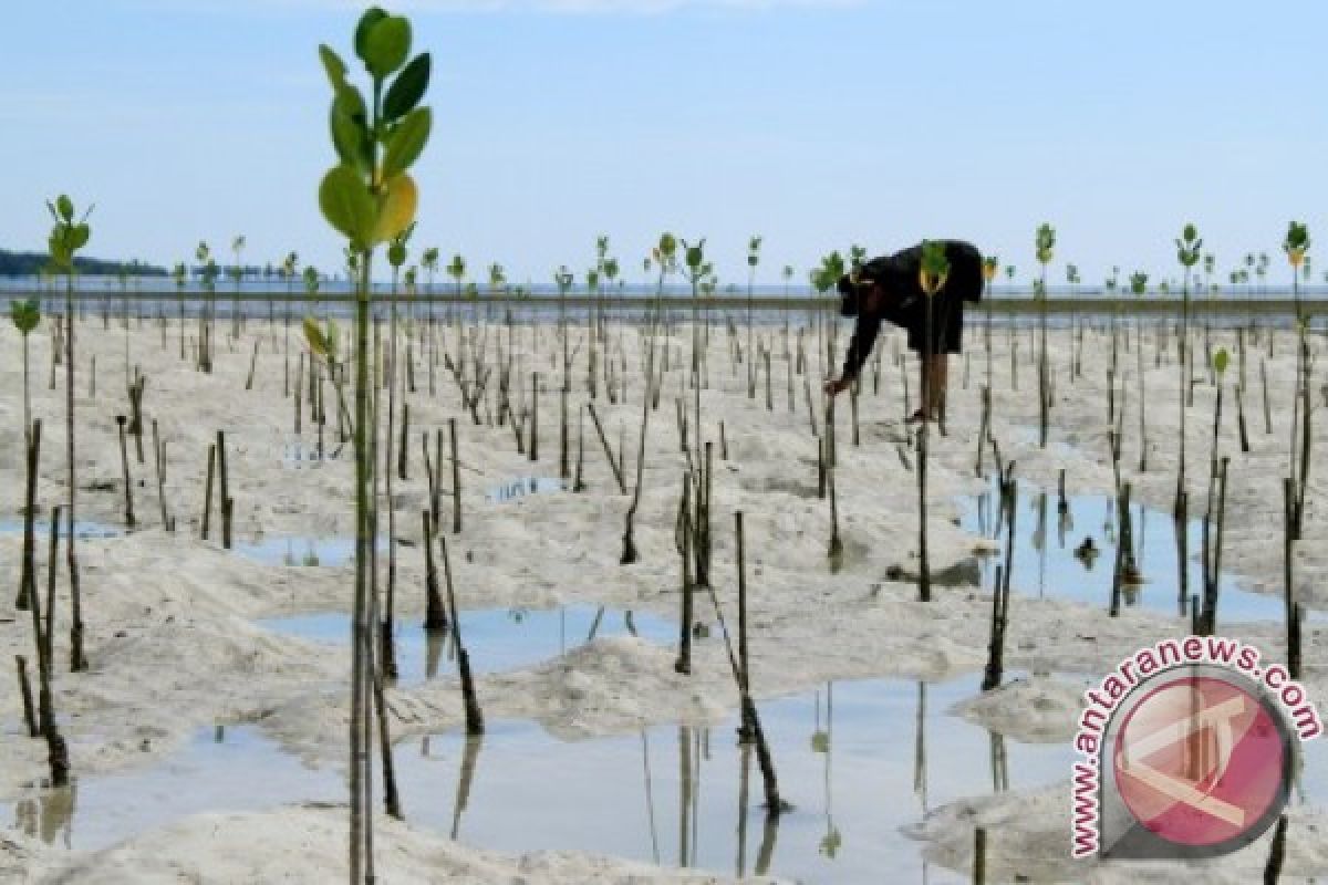 PENANAMAN MANGROVE DI MAMUJU