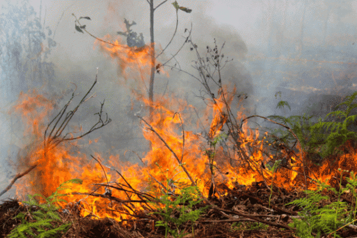 Lagi, Ratusan hektare lahan gambut terbakar di Rokan Hilir