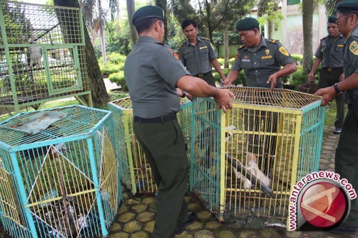 BKSDA Kalteng Tangkap Tiga Penjual Anak Burung Elang