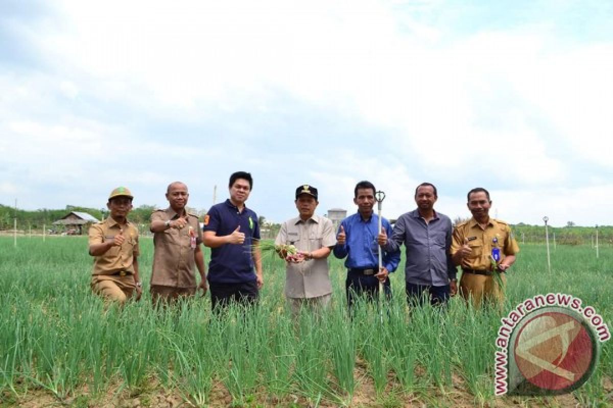 Tapin Siap Kembangkan Bawang Merah Kualitas Eksport