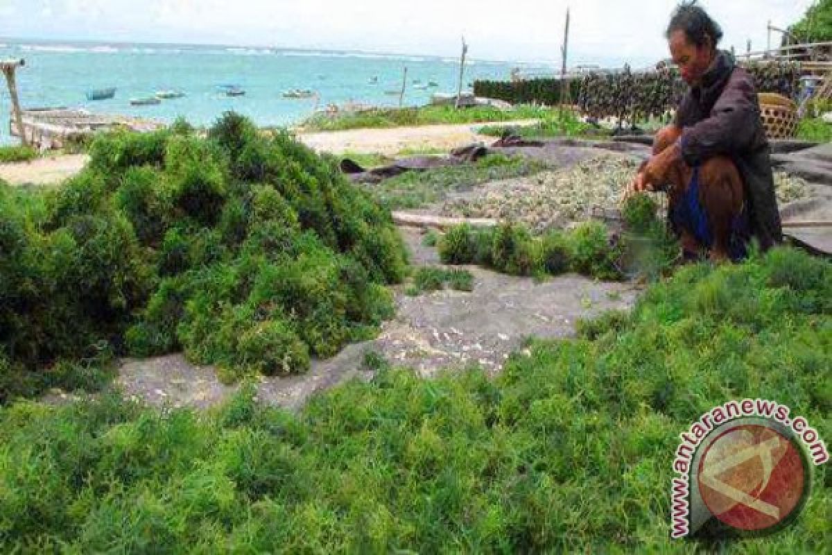 DKP Rampungkan Desain Pengembangan Rumput Laut
