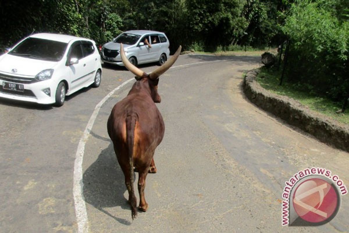 Ini Hewan Langka Yang Ditunggu Kelahirannya Di Taman Safari (Video)