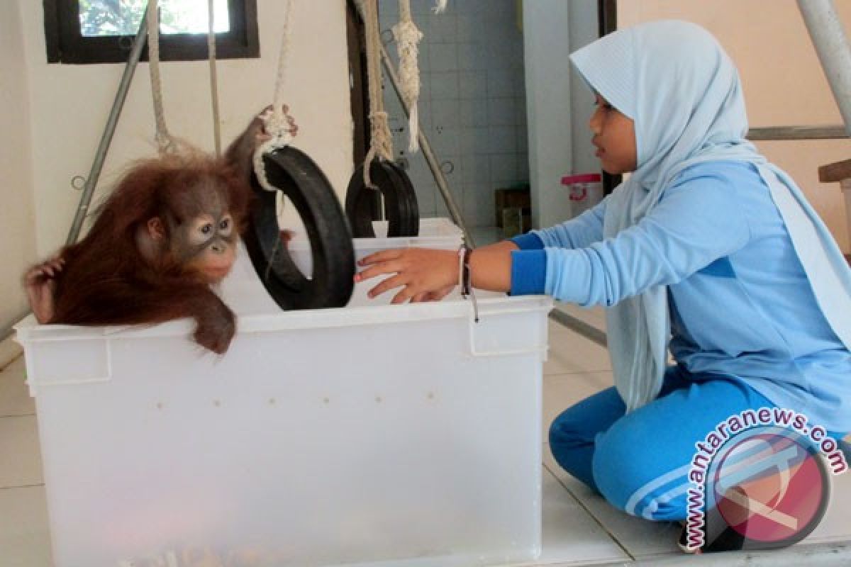 Dua Bayi Orangutan Sumatera Menetap Sementara Di Thailand (Video)