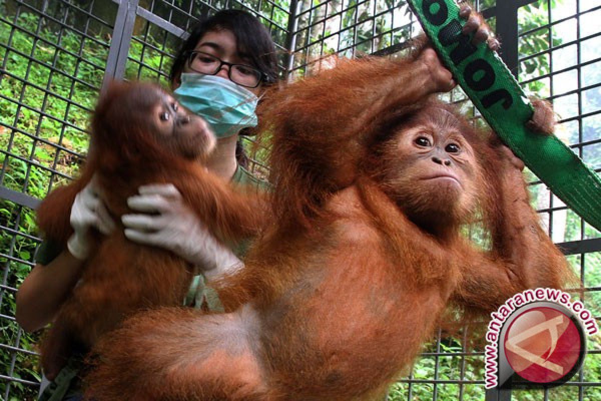 Bayi Orangutan Sumatera Tiba di Pusat Satwa Liar Thailand