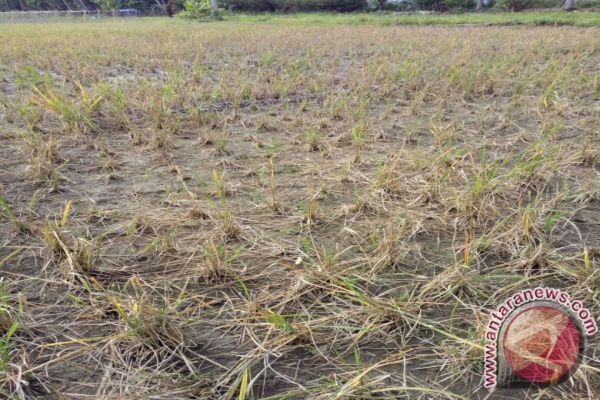 Banyak Rusak, Petani Harap Bibit Pasca Hama Tikus