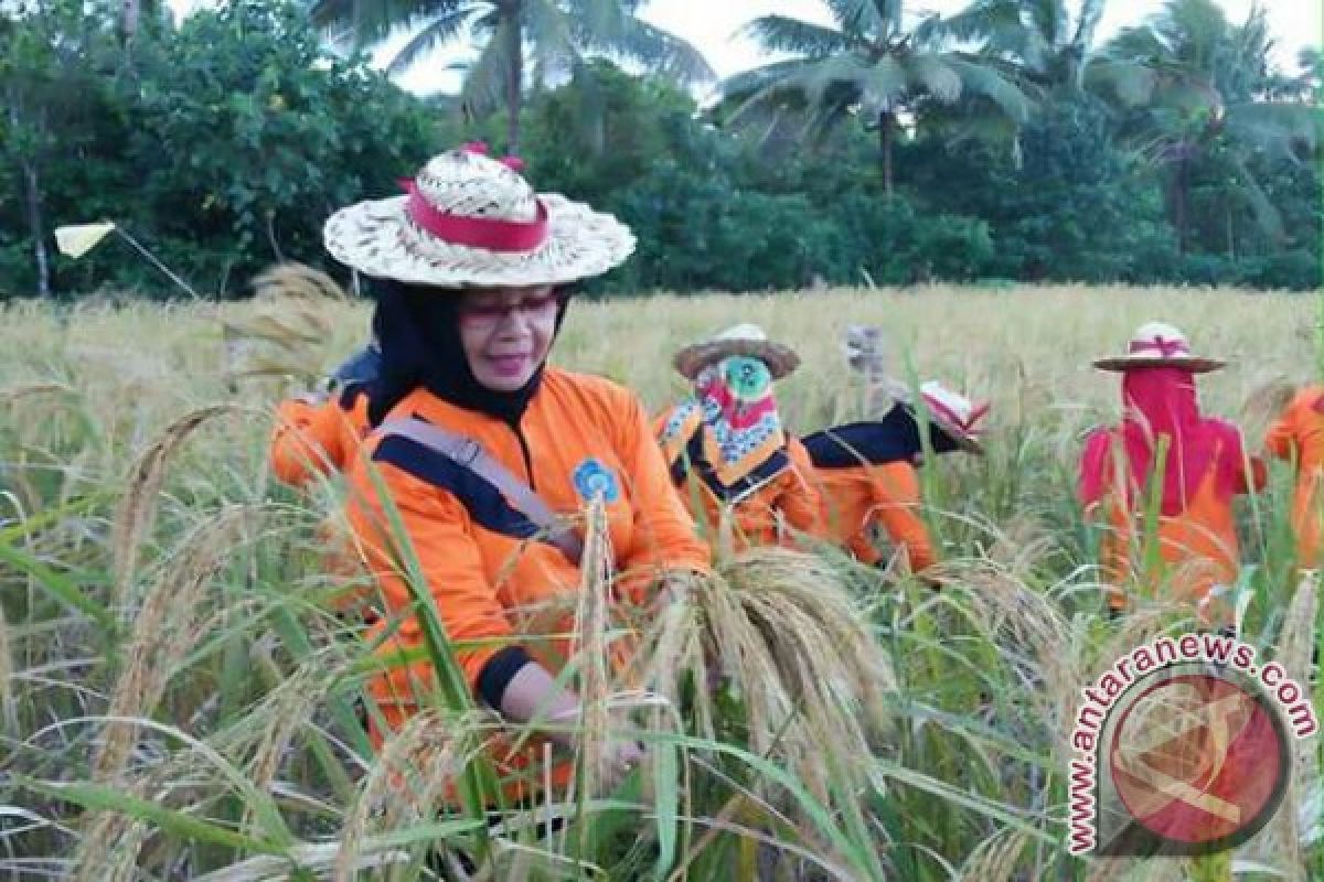 Butun Utara kembangkan padi organik 1.000 hektare