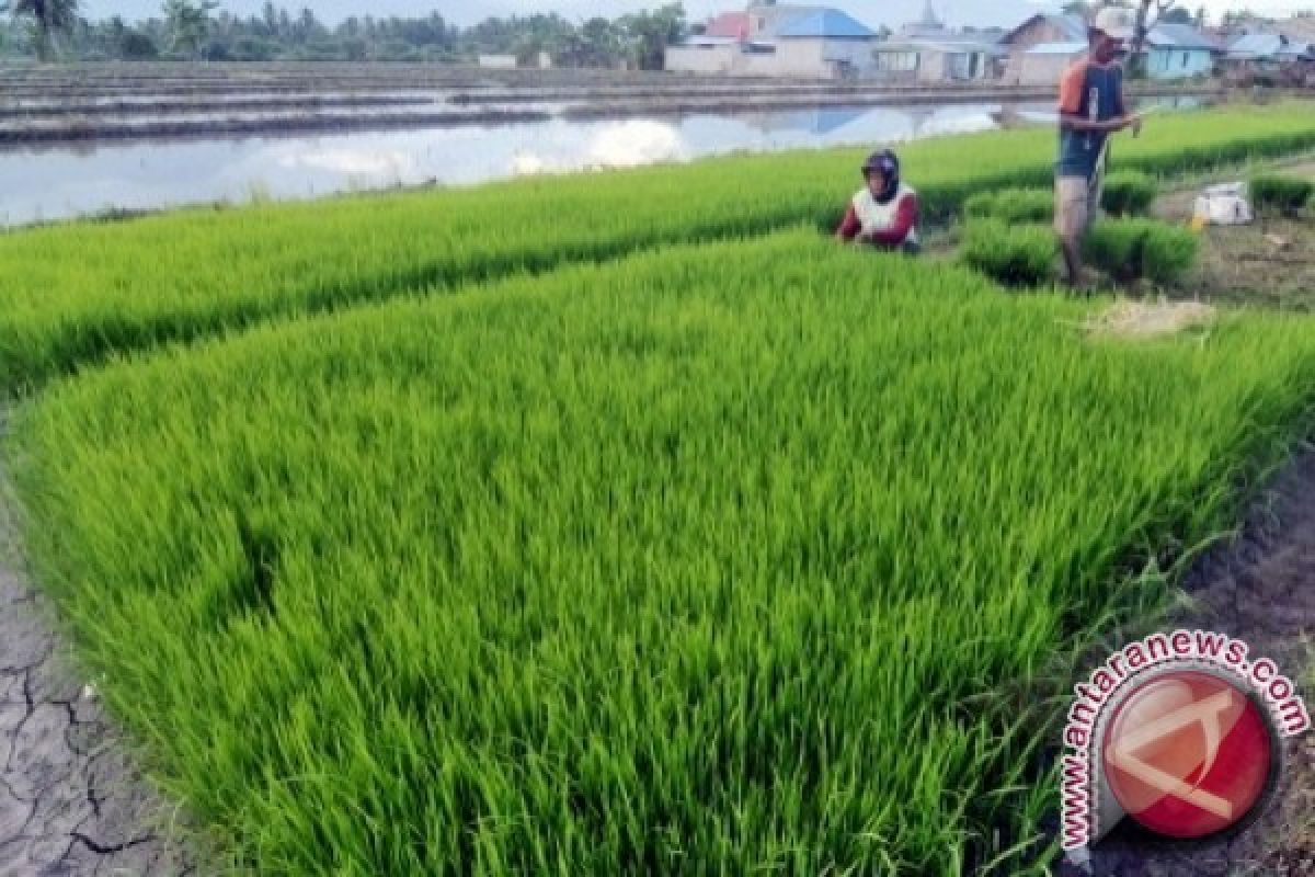 Produksi Padi Babulu Penajam Meningkat 100 Persen 