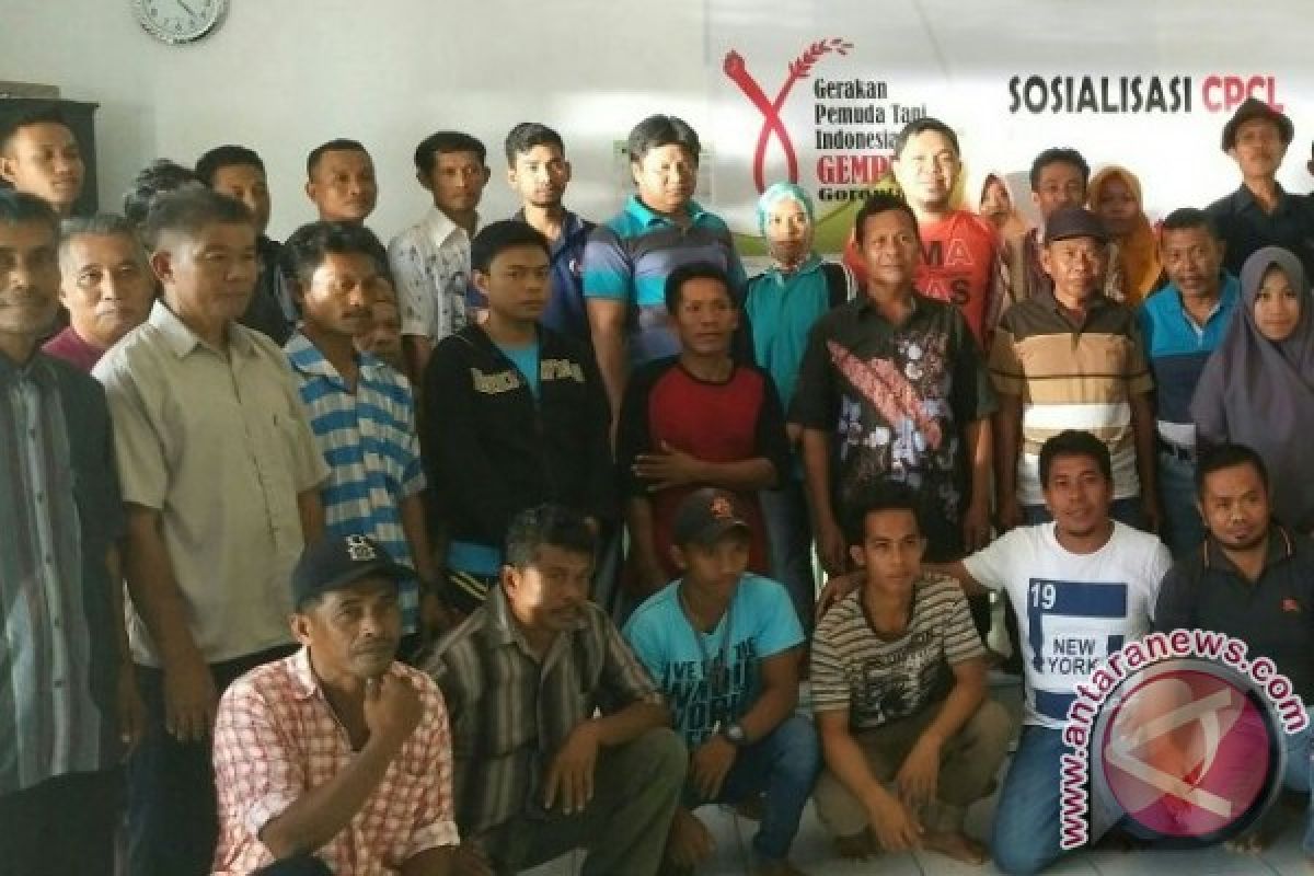 2.070 Anak Muda Gorontalo Terjun Sektor Pertanian 