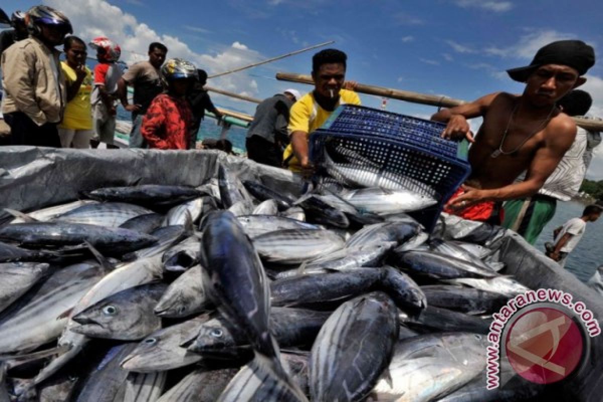 Tangkapan  cakalang di Kupang meningkat drastis