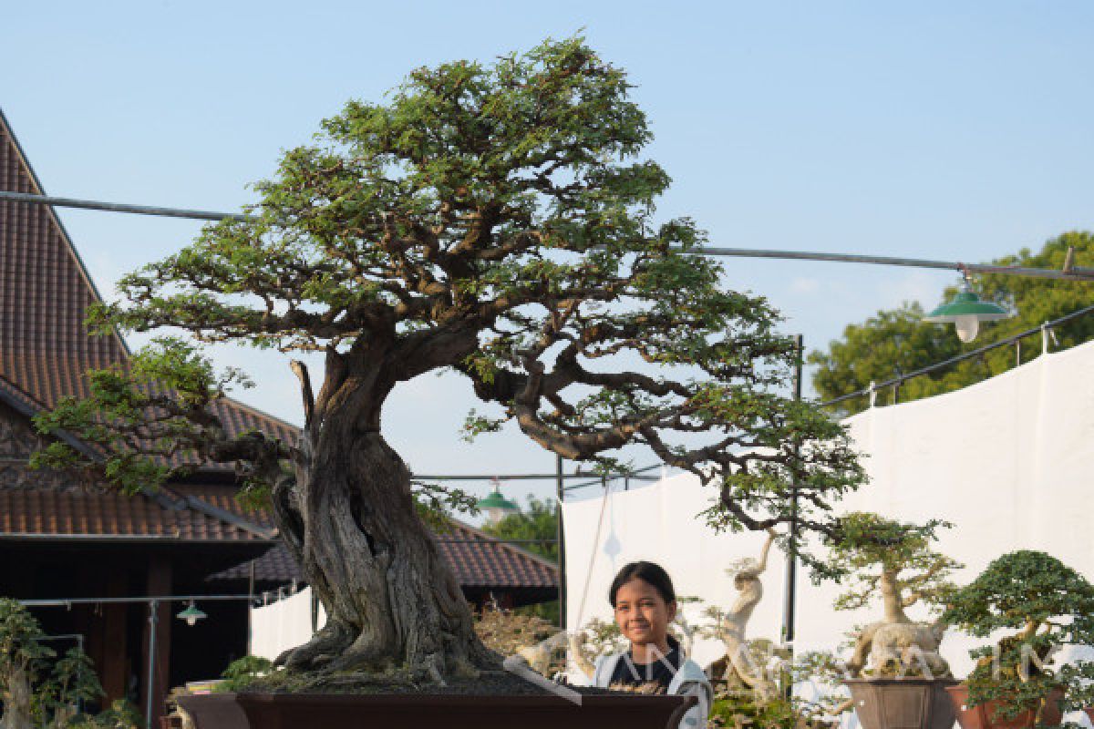 PPBI Ponorogo Tumbuhkan Ekonomi Kreatif Lewat Pameran Bonsai