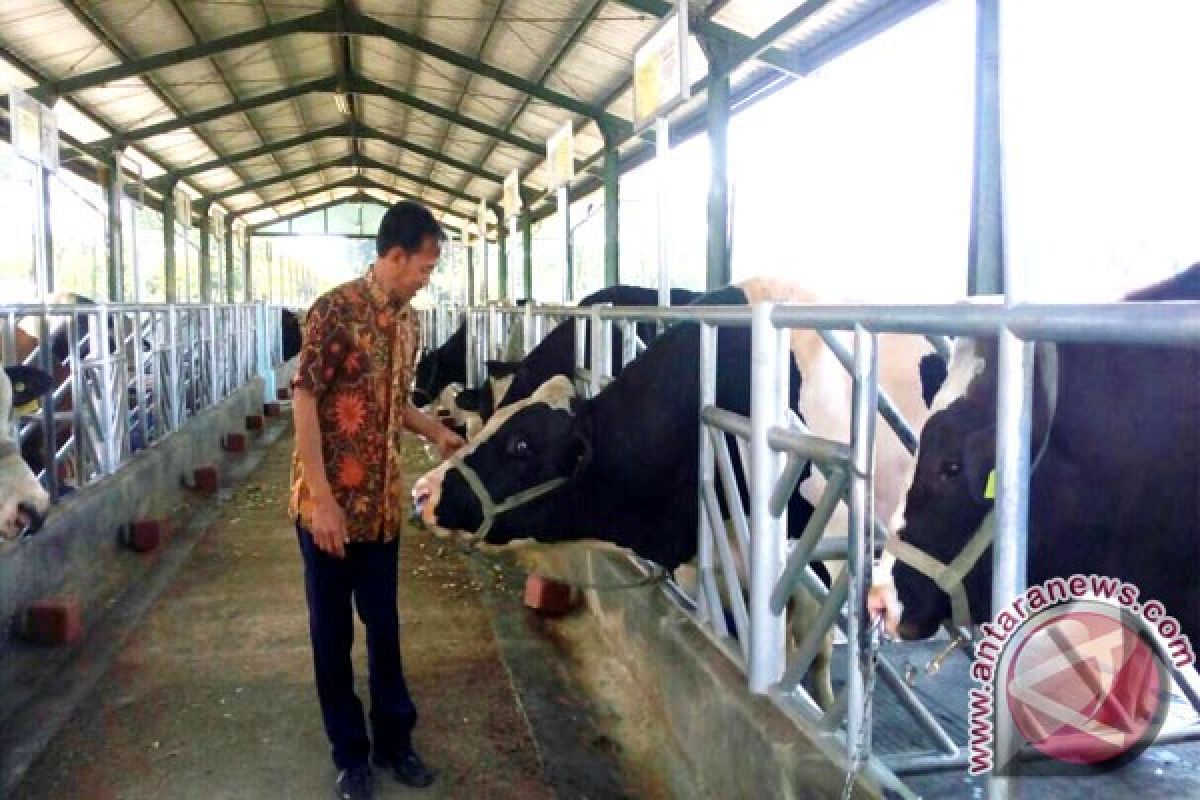 Sembilan Pejantan Sapi Lulus Uji Zuriat (Video)