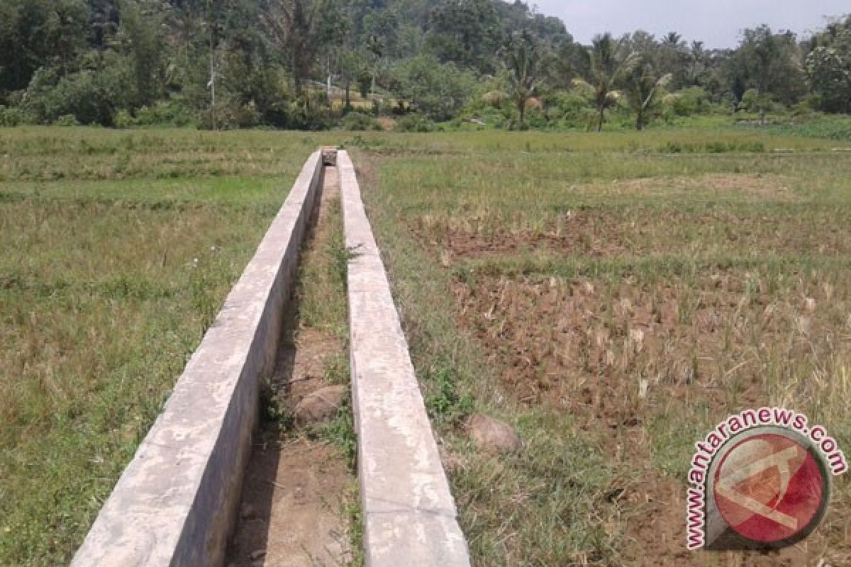 Puluhan Hektare Sawah Kekeringan Di Rejang Lebong